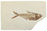 Fossil Fish (Diplomystus) - Wyoming #244186-1